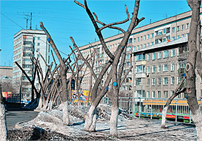 Ул. Железнодорожников после обрезки деревьев (фото из доклада Ольги Смирновой)