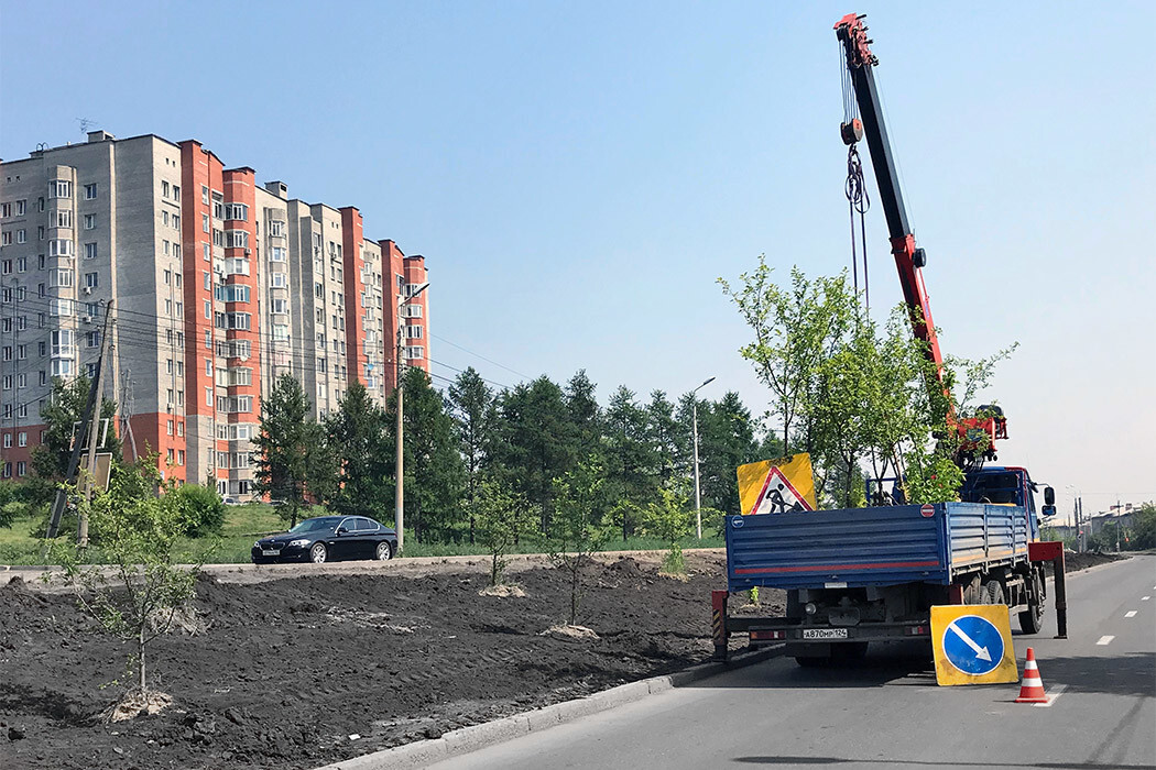 компенсационные посадки деревьев