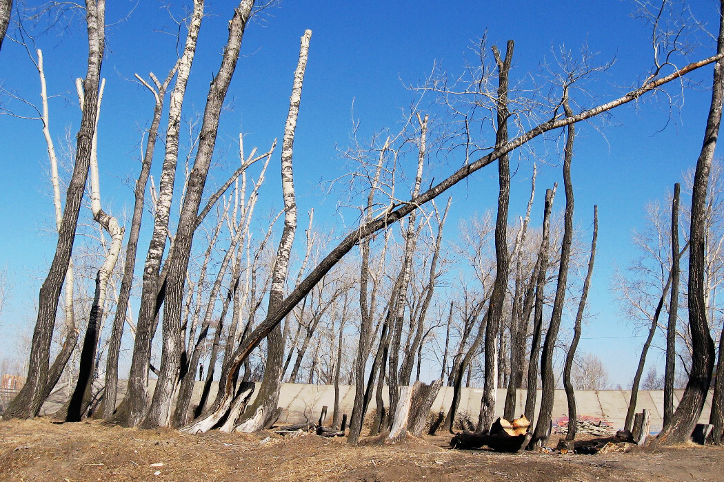вырубка деревьев в Красноярске