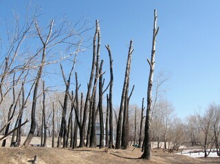 Варварскую обрезку деревьев списали на частные компании и предложили потерпеть